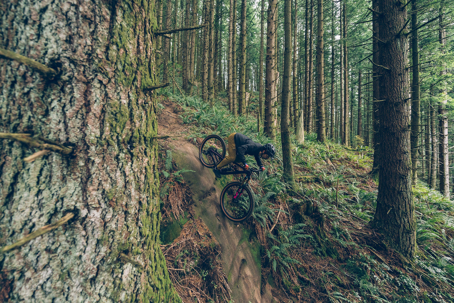 Person descending steep rock face on mountain bike in dense pine forest
